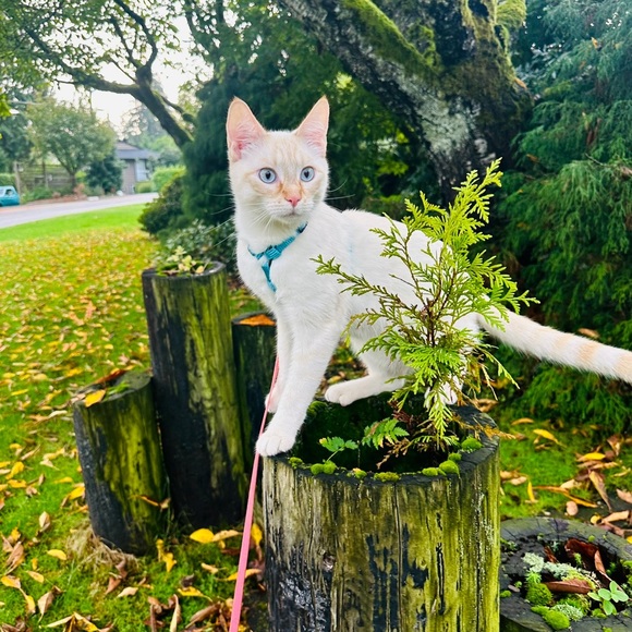 Meet your Posher, Scarlett - Picture 5 of 9